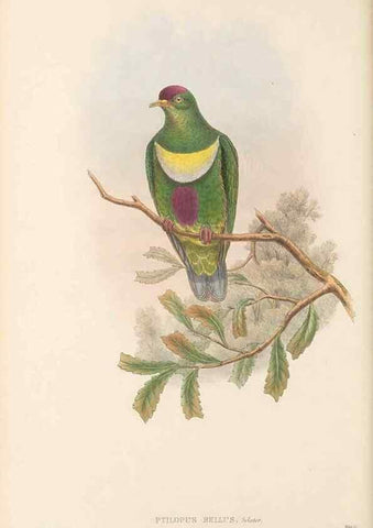 Reproducción/Reproduction 48766447616: The birds of New Guinea and the adjacent Papuan islands. London :Henry Sotheran & Co.,1875-1888.. 