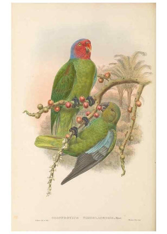 Reproducción/Reproduction 48766439836: The birds of New Guinea and the adjacent Papuan islands. London :Henry Sotheran & Co.,1875-1888.. 