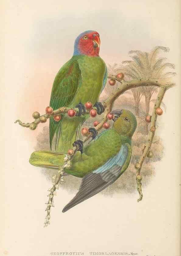 Reproducción/Reproduction 48766439836: The birds of New Guinea and the adjacent Papuan islands. London :Henry Sotheran & Co.,1875-1888.. 