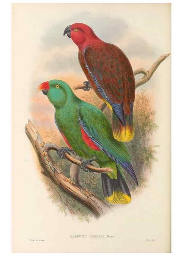 Reproducción/Reproduction 48766108063: The birds of New Guinea and the adjacent Papuan islands. London :Henry Sotheran & Co.,1875-1888.. 