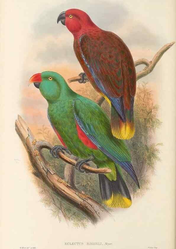 Reproducción/Reproduction 48766108063: The birds of New Guinea and the adjacent Papuan islands. London :Henry Sotheran & Co.,1875-1888.. 