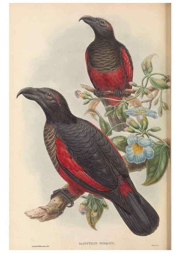 Reproducción/Reproduction 48766108318: The birds of New Guinea and the adjacent Papuan islands. London :Henry Sotheran & Co.,1875-1888.. 