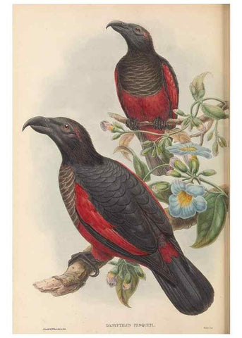 Reproducción/Reproduction 48766108318: The birds of New Guinea and the adjacent Papuan islands. London :Henry Sotheran & Co.,1875-1888.. 