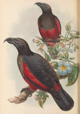 Reproducción/Reproduction 48766108318: The birds of New Guinea and the adjacent Papuan islands. London :Henry Sotheran & Co.,1875-1888.. 