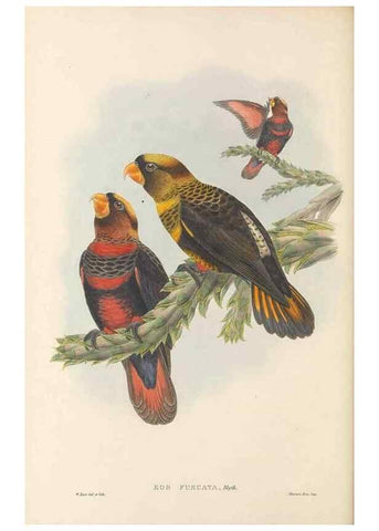 Reproducción/Reproduction 48766108678: The birds of New Guinea and the adjacent Papuan islands. London :Henry Sotheran & Co.,1875-1888.. 