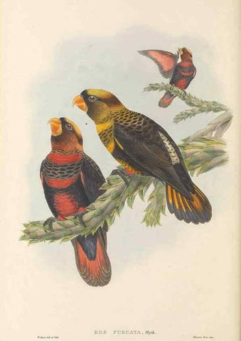 Reproducción/Reproduction 48766108678: The birds of New Guinea and the adjacent Papuan islands. London :Henry Sotheran & Co.,1875-1888.. 