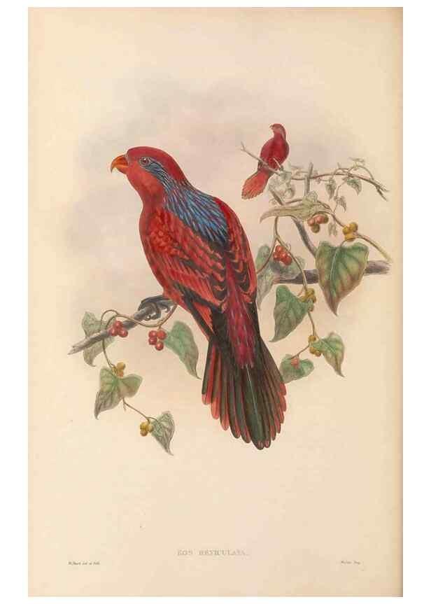 Reproducción/Reproduction 48766108923: The birds of New Guinea and the adjacent Papuan islands. London :Henry Sotheran & Co.,1875-1888.. 
