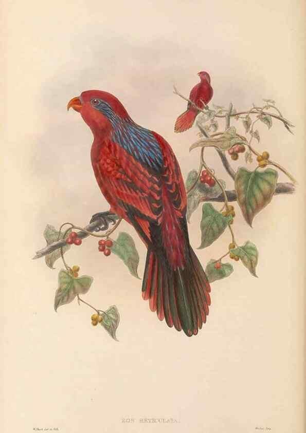 Reproducción/Reproduction 48766108923: The birds of New Guinea and the adjacent Papuan islands. London :Henry Sotheran & Co.,1875-1888.. 