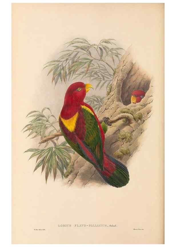 Reproducción/Reproduction 48766109183: The birds of New Guinea and the adjacent Papuan islands. London :Henry Sotheran & Co.,1875-1888.. 