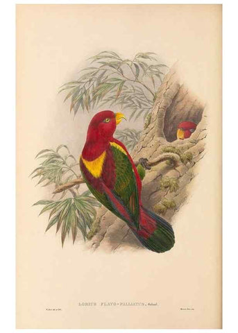 Reproducción/Reproduction 48766109183: The birds of New Guinea and the adjacent Papuan islands. London :Henry Sotheran & Co.,1875-1888.. 