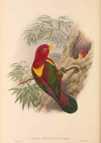 Reproducción/Reproduction 48766109183: The birds of New Guinea and the adjacent Papuan islands. London :Henry Sotheran & Co.,1875-1888.. 