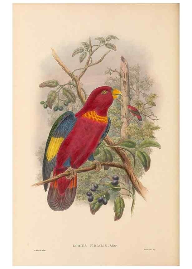 Reproducción/Reproduction 48766109413: The birds of New Guinea and the adjacent Papuan islands. London :Henry Sotheran & Co.,1875-1888.. 
