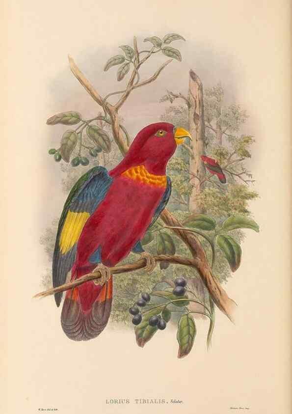 Reproducción/Reproduction 48766109413: The birds of New Guinea and the adjacent Papuan islands. London :Henry Sotheran & Co.,1875-1888.. 