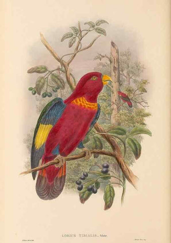Reproducción/Reproduction 48766109413: The birds of New Guinea and the adjacent Papuan islands. London :Henry Sotheran & Co.,1875-1888.. 