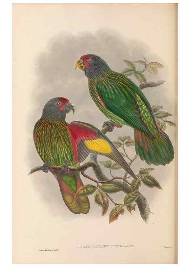 Reproducción/Reproduction 48766442121: The birds of New Guinea and the adjacent Papuan islands. London :Henry Sotheran & Co.,1875-1888.. 