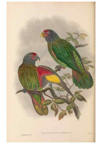 Reproducción/Reproduction 48766442121: The birds of New Guinea and the adjacent Papuan islands. London :Henry Sotheran & Co.,1875-1888.. 