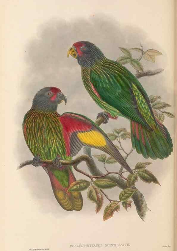 Reproducción/Reproduction 48766442121: The birds of New Guinea and the adjacent Papuan islands. London :Henry Sotheran & Co.,1875-1888.. 