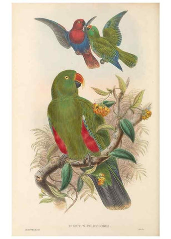 Reproducción/Reproduction 48766440186: The birds of New Guinea and the adjacent Papuan islands. London :Henry Sotheran & Co.,1875-1888.. 