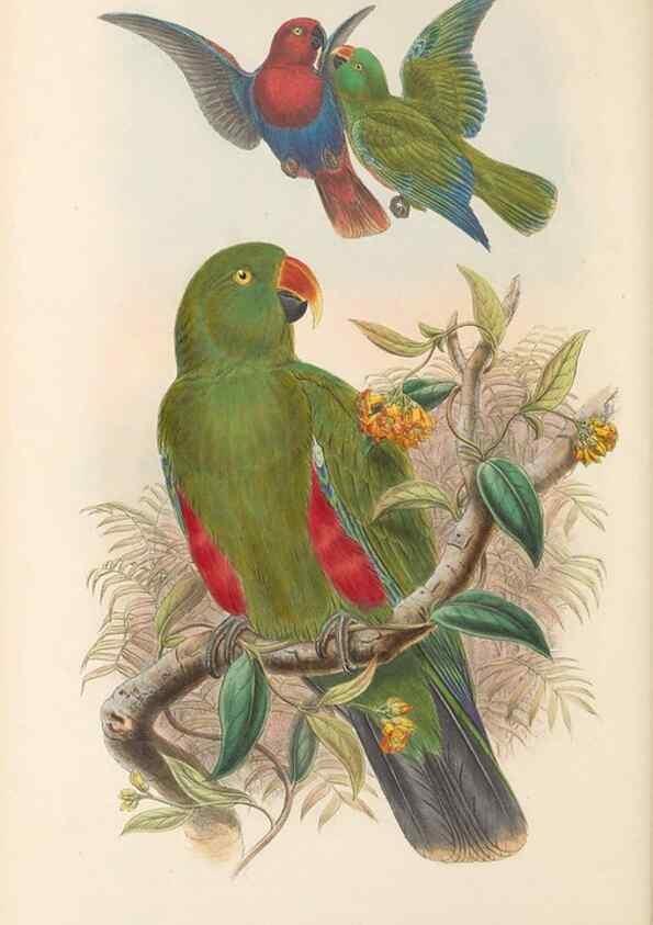 Reproducción/Reproduction 48766440186: The birds of New Guinea and the adjacent Papuan islands. London :Henry Sotheran & Co.,1875-1888.. 