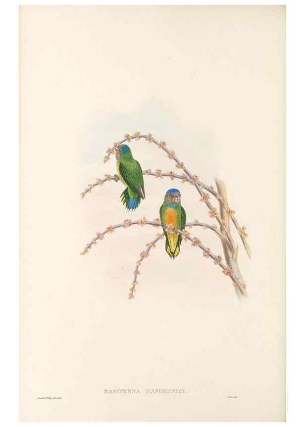 Reproducción/Reproduction 48766104753: The birds of New Guinea and the adjacent Papuan islands. London :Henry Sotheran & Co.,1875-1888.. 
