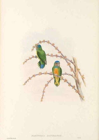 Reproducción/Reproduction 48766104753: The birds of New Guinea and the adjacent Papuan islands. London :Henry Sotheran & Co.,1875-1888.. 