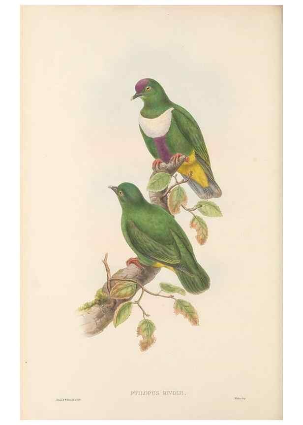 Reproducción/Reproduction 48766115778: The birds of New Guinea and the adjacent Papuan islands. London :Henry Sotheran & Co.,1875-1888.. 
