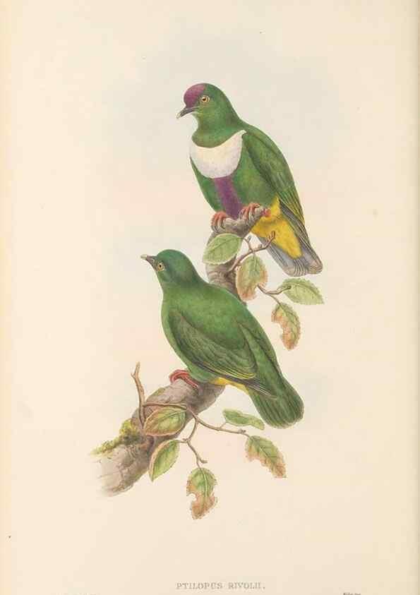 Reproducción/Reproduction 48766115778: The birds of New Guinea and the adjacent Papuan islands. London :Henry Sotheran & Co.,1875-1888.. 