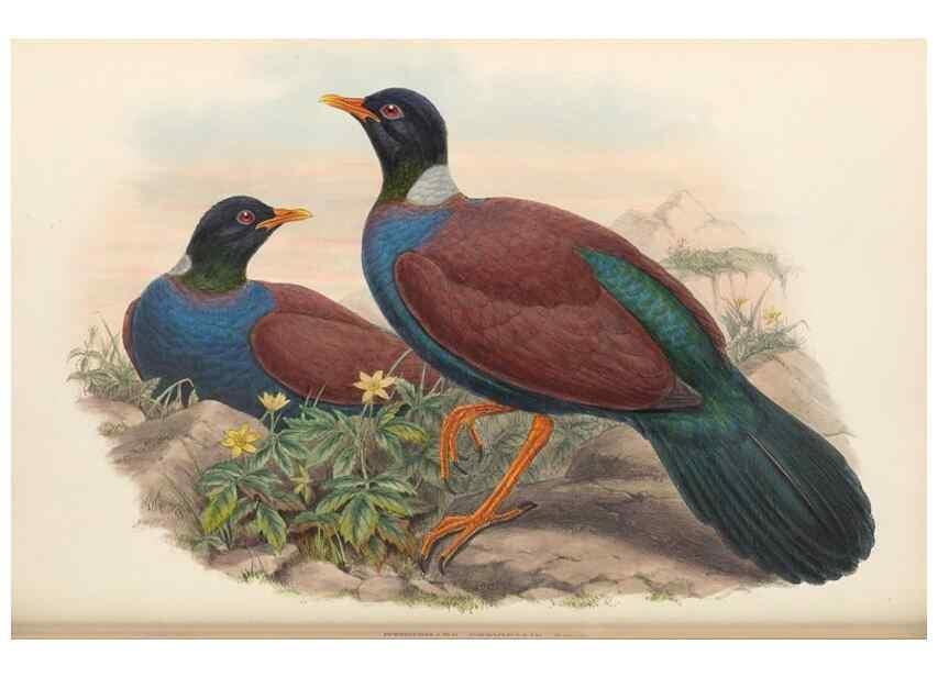 Reproducción/Reproduction 48766448671: The birds of New Guinea and the adjacent Papuan islands. London :Henry Sotheran & Co.,1875-1888.. 