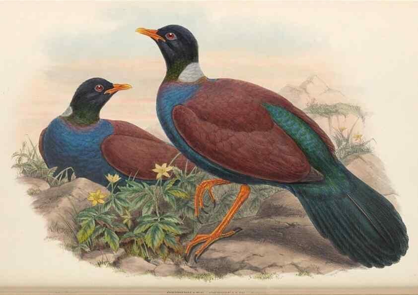 Reproducción/Reproduction 48766448671: The birds of New Guinea and the adjacent Papuan islands. London :Henry Sotheran & Co.,1875-1888.. 