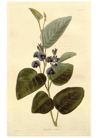 Reproducción/Reproduction 48782660821: The botanical cabinet. London :John & Arthur Arch ...,1817-1833.. 