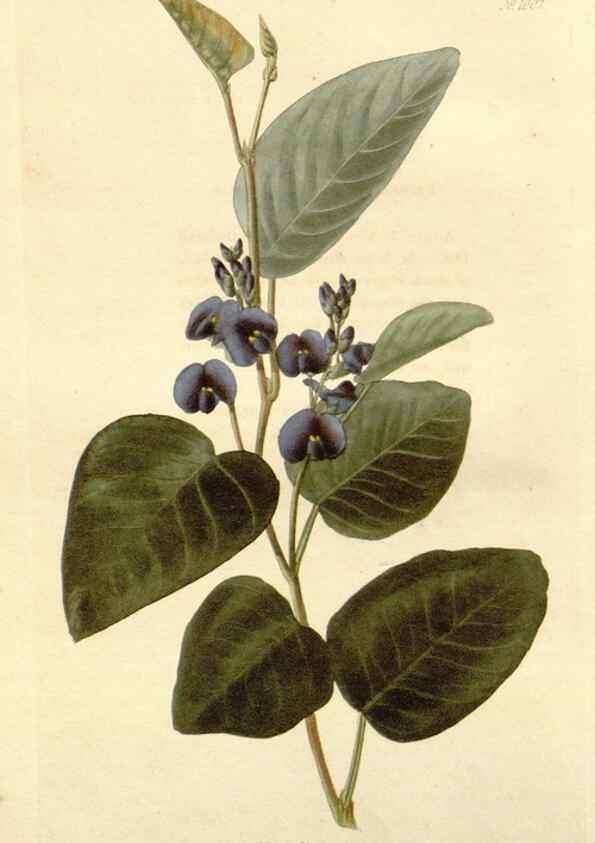 Reproducción/Reproduction 48782660821: The botanical cabinet. London :John & Arthur Arch ...,1817-1833.. 
