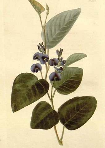 Reproducción/Reproduction 48782660821: The botanical cabinet. London :John & Arthur Arch ...,1817-1833.. 
