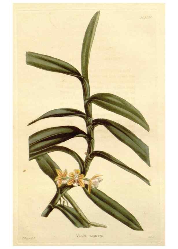 Reproducción/Reproduction 48782296913: The botanical cabinet. London :John & Arthur Arch ...,1817-1833.. 