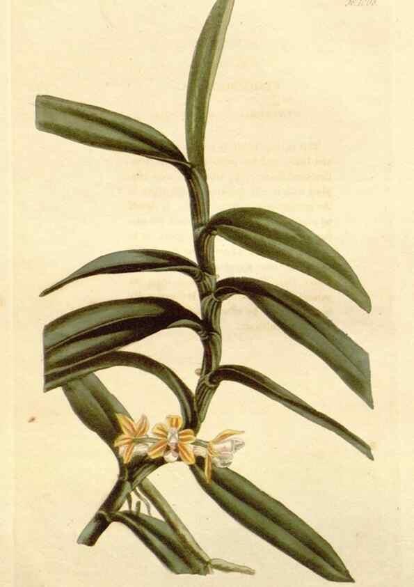 Reproducción/Reproduction 48782296913: The botanical cabinet. London :John & Arthur Arch ...,1817-1833.. 