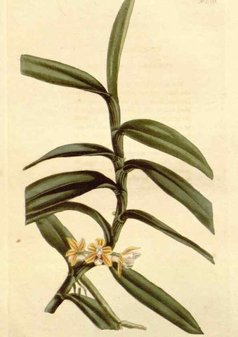 Reproducción/Reproduction 48782296913: The botanical cabinet. London :John & Arthur Arch ...,1817-1833.. 