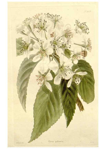 Reproducción/Reproduction 48782297313: The botanical cabinet. London :John & Arthur Arch ...,1817-1833.. 