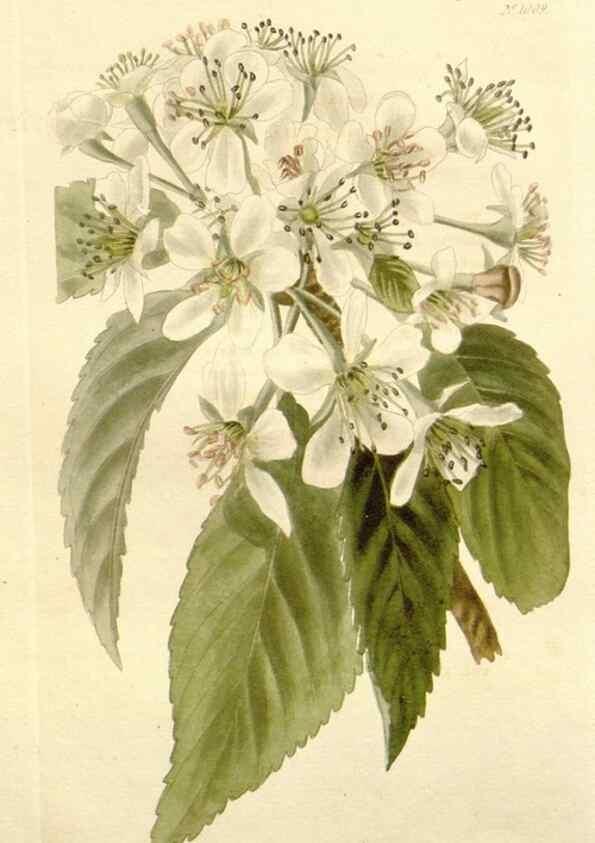 Reproducción/Reproduction 48782297313: The botanical cabinet. London :John & Arthur Arch ...,1817-1833.. 
