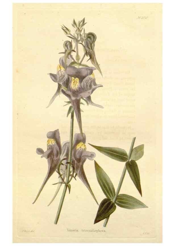 Reproducción/Reproduction 48782830712: The botanical cabinet. London :John & Arthur Arch ...,1817-1833.. 