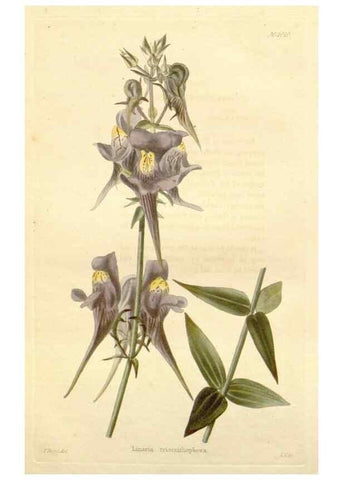 Reproducción/Reproduction 48782830712: The botanical cabinet. London :John & Arthur Arch ...,1817-1833.. 
