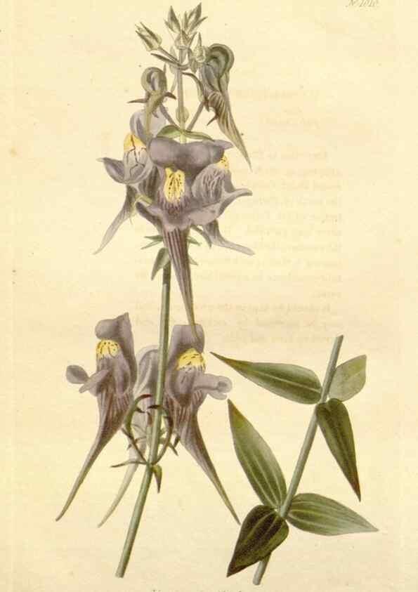 Reproducción/Reproduction 48782830712: The botanical cabinet. London :John & Arthur Arch ...,1817-1833.. 