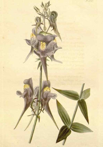 Reproducción/Reproduction 48782830712: The botanical cabinet. London :John & Arthur Arch ...,1817-1833.. 