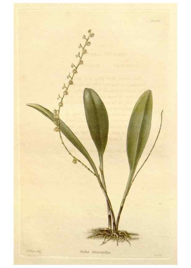 Reproducción/Reproduction 48782662421: The botanical cabinet. London :John & Arthur Arch ...,1817-1833.. 