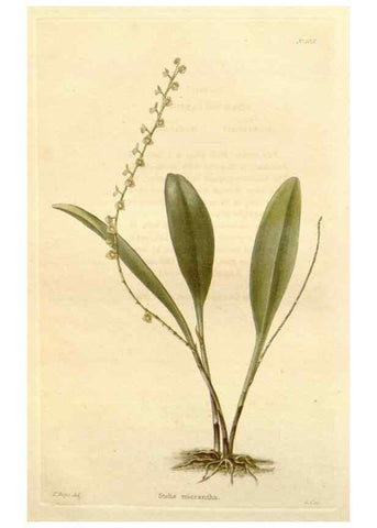 Reproducción/Reproduction 48782662421: The botanical cabinet. London :John & Arthur Arch ...,1817-1833.. 