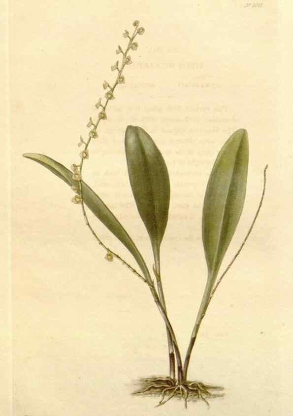 Reproducción/Reproduction 48782662421: The botanical cabinet. London :John & Arthur Arch ...,1817-1833.. 
