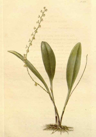 Reproducción/Reproduction 48782662421: The botanical cabinet. London :John & Arthur Arch ...,1817-1833.. 
