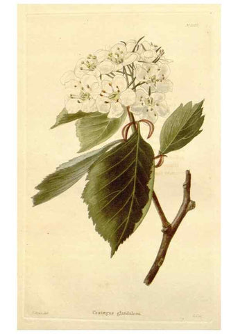Reproducción/Reproduction 48782662761: The botanical cabinet. London :John & Arthur Arch ...,1817-1833.. 