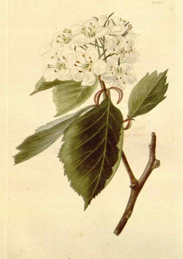 Reproducción/Reproduction 48782662761: The botanical cabinet. London :John & Arthur Arch ...,1817-1833.. 