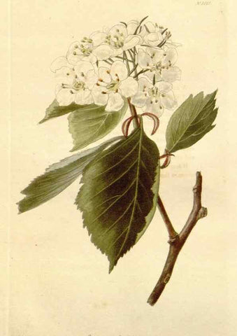 Reproducción/Reproduction 48782662761: The botanical cabinet. London :John & Arthur Arch ...,1817-1833.. 