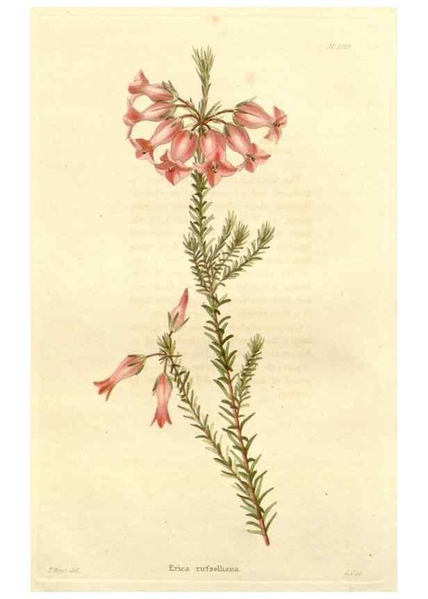 Reproducción/Reproduction 48782663046: The botanical cabinet. London :John & Arthur Arch ...,1817-1833.. 