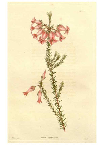 Reproducción/Reproduction 48782663046: The botanical cabinet. London :John & Arthur Arch ...,1817-1833.. 